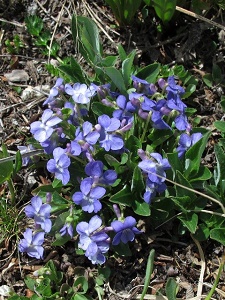 Viola adunca var. bellidifolia